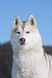 SIBERIAN HUSKY 490